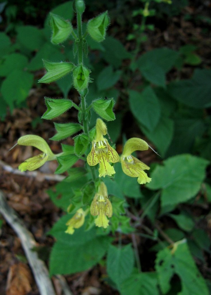 Salvia glutinosa
